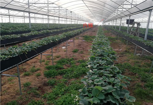 连栋温室大棚 科农温室智慧农业 连栋温室大棚配件