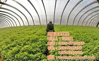 携手朋霸温室工程，共建高唐优质蔬菜大棚