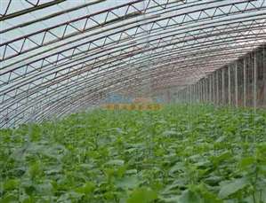 潍坊蔬菜温室大棚的优选 专业搭建，首选轩农温室园艺