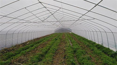 蔬菜温室大棚建造,三种增加种植效益的套种方法