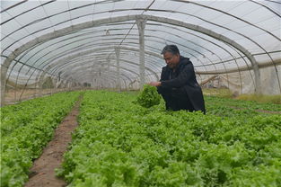 蔬菜大棚托起致富梦