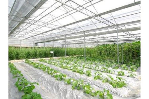 雁塔阳光板温室大棚施工方案