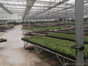 蔬菜高温大棚建设 优质温室大棚选信和温室工程