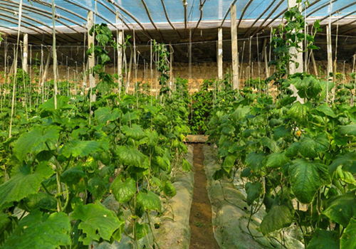 在建设蔬菜大棚应该注意的几个因素是什么 作为菜农你知道吗 一起来了解下吧