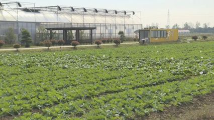 保障市民秋冬“菜篮子” 奉贤蔬菜基地定植忙忙时节大棚绿意浓
