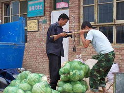 甘泉县地方特产 大棚菜