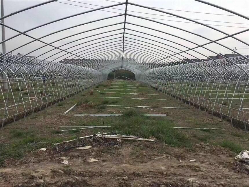 淮安火龙果连栋大棚造价多少